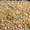 Dynamite (South American Yellow) Popcorn
