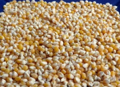 Dynamite (South American Yellow) Popcorn
