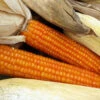 Cateto Sulino Flint Corn