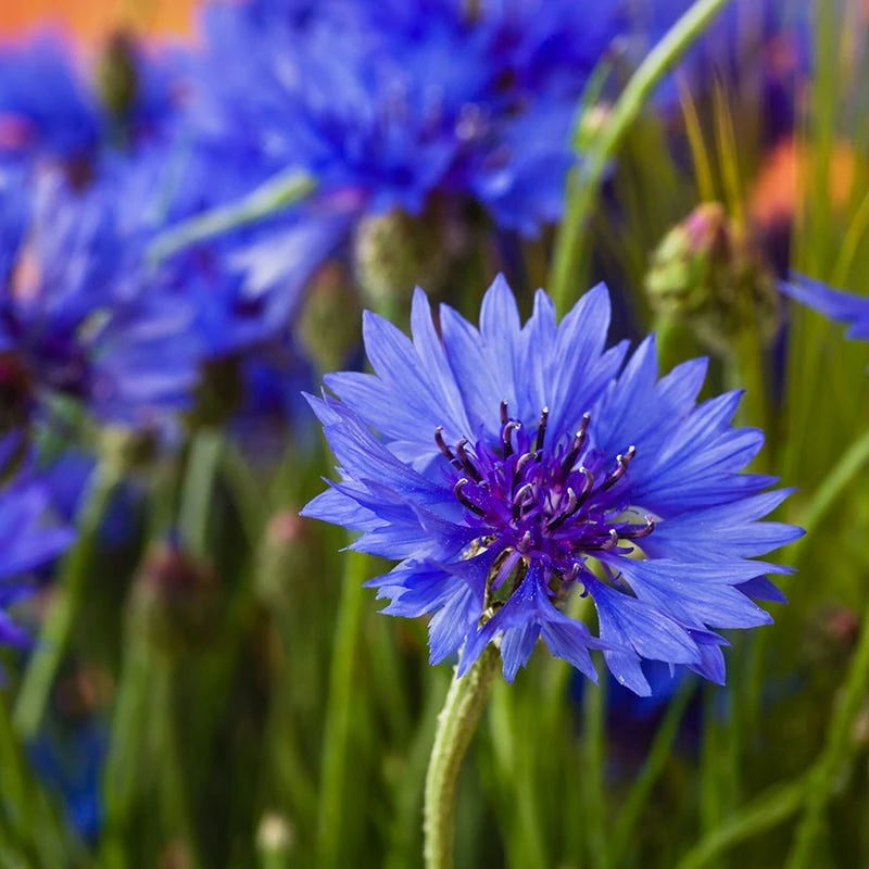 Blue Wildflower Seed Mix - Image 2