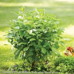 Arctic Fire® Dogwood