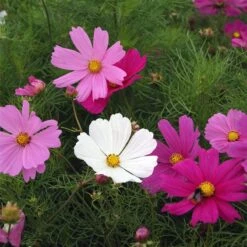 Cosmos Seeds Dwarf Sensation Mix - Early Blooming
