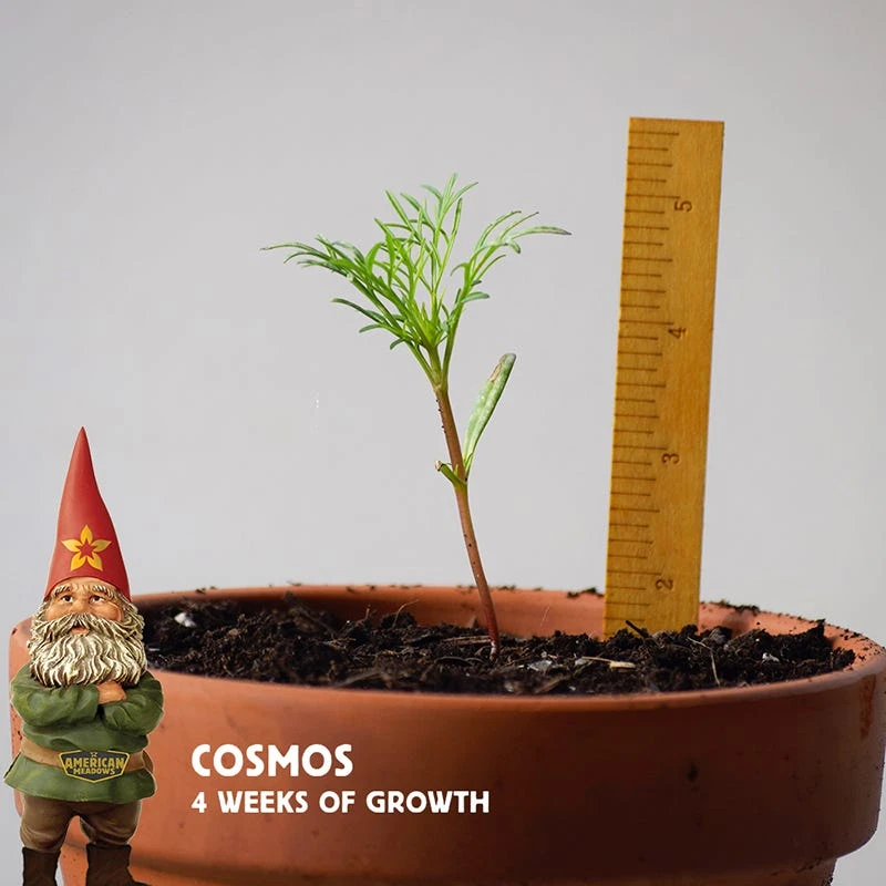 Cosmos Seeds - Image 3