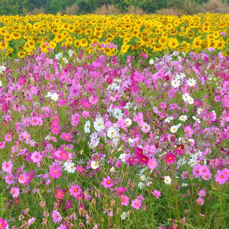 Cosmos Seeds - Image 8