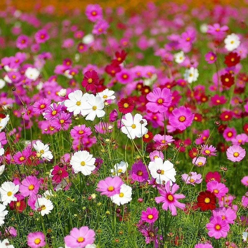 Cosmos Seeds - Image 9
