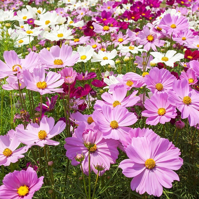 Cosmos Seeds - Image 4