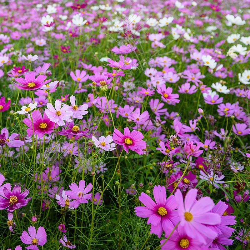 Cosmos Seeds - Image 6