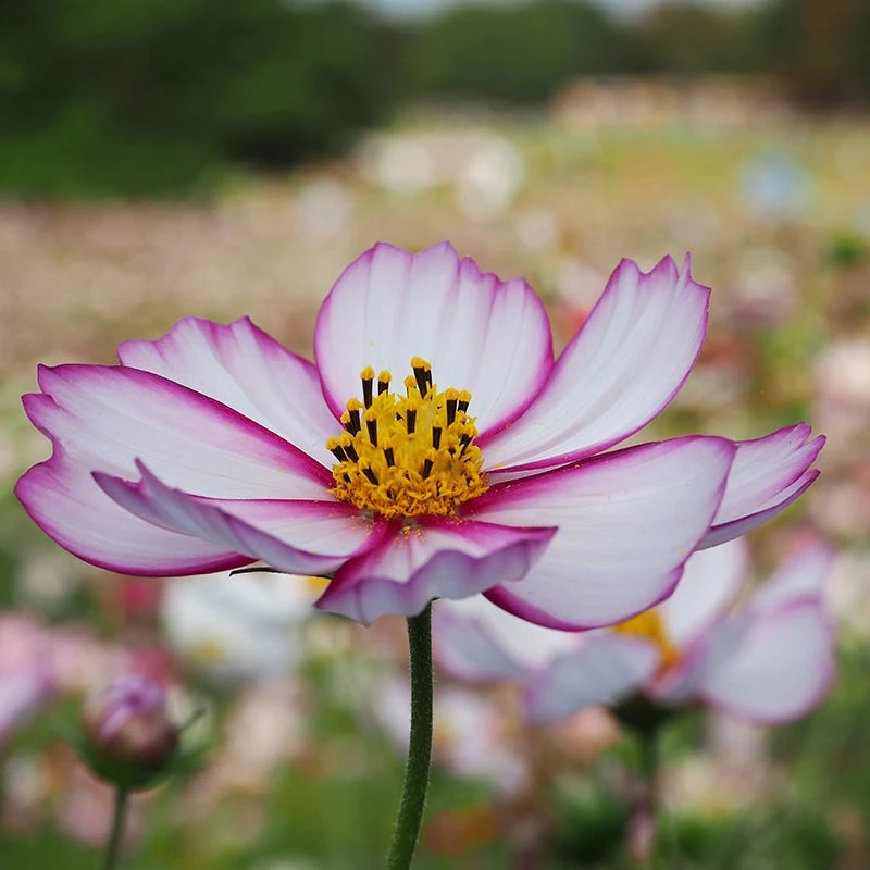 Cosmos Seeds Picotee - Image 5