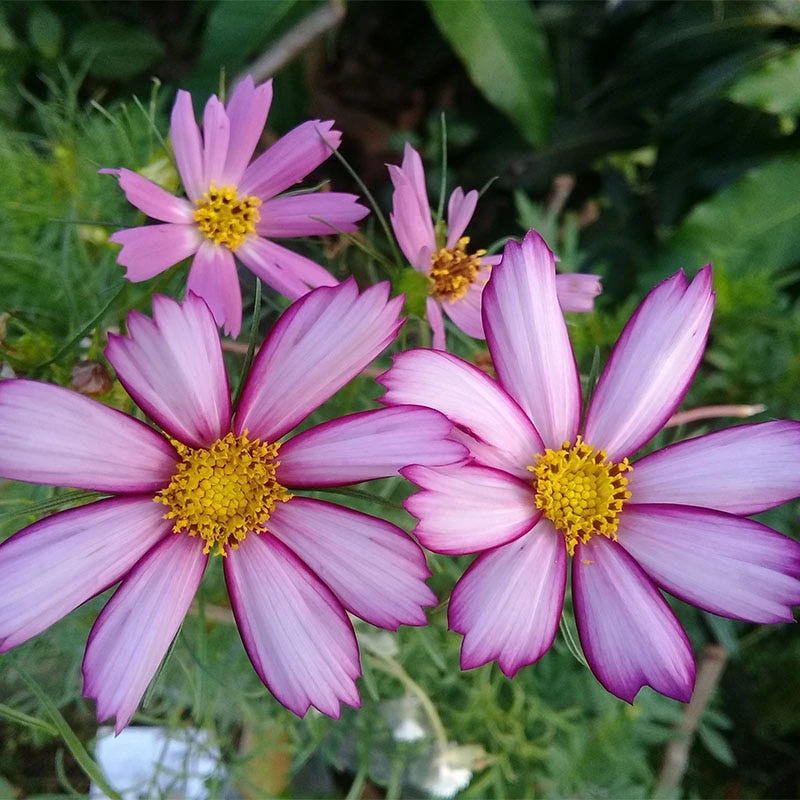 Cosmos Seeds Picotee - Image 4