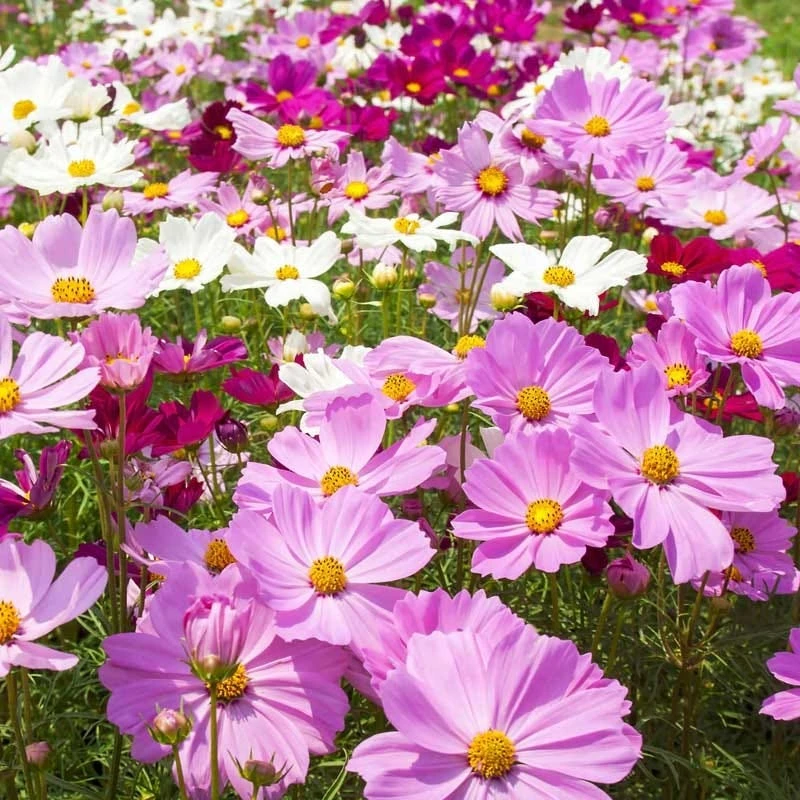 Wild Sunflower & Cosmos Seed Combo - Image 3