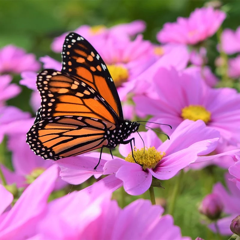 Cosmos Seeds - Image 7