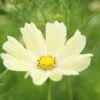 Cosmos Seeds Sunset Yellow