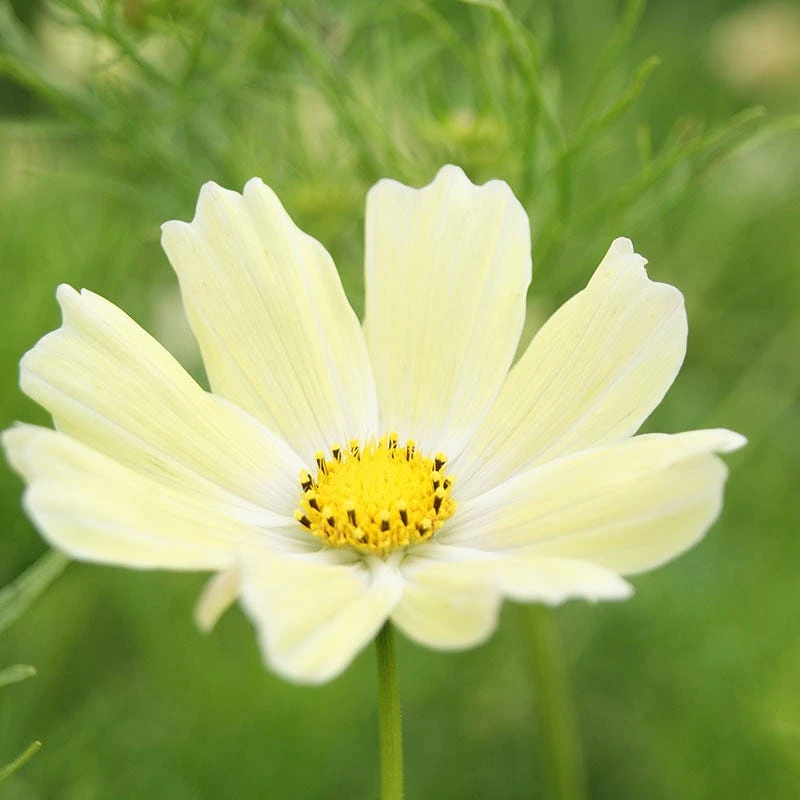 Cosmos Seeds Sunset Yellow