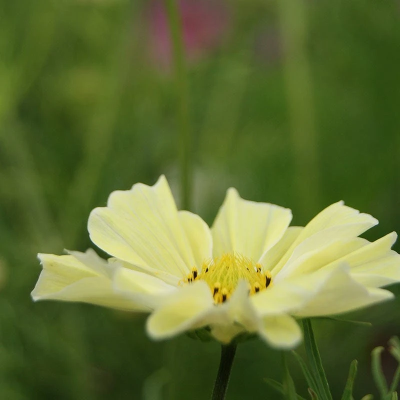 Cosmos Seeds Sunset Yellow - Image 2