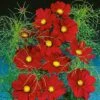Cosmos Seeds Dazzler