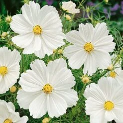 Cosmos Seeds Purity