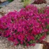 Scarlet Flame Creeping Phlox