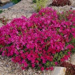 Scarlet Flame Creeping Phlox