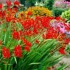Lucifer Crocosmia