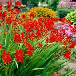 Lucifer Crocosmia