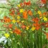Crocosmia Mix
