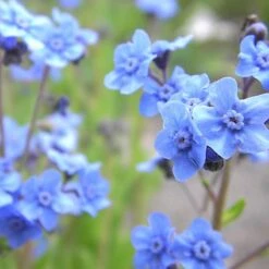 Chinese Forget-Me-Not Seeds