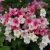 Czechmark Trilogy® Weigela - 4" Pot - Proven Winners