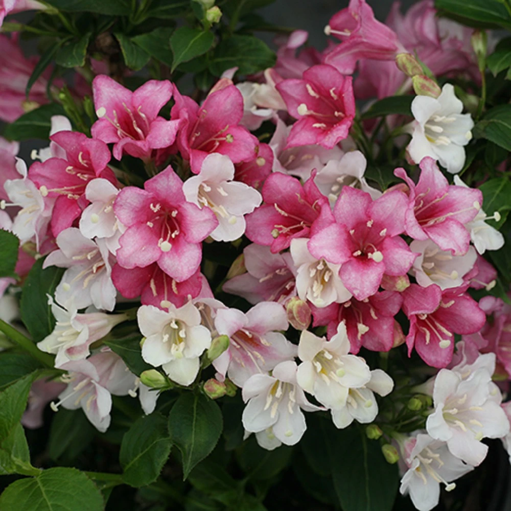Czechmark Trilogy® Weigela - 4" Pot - Proven Winners