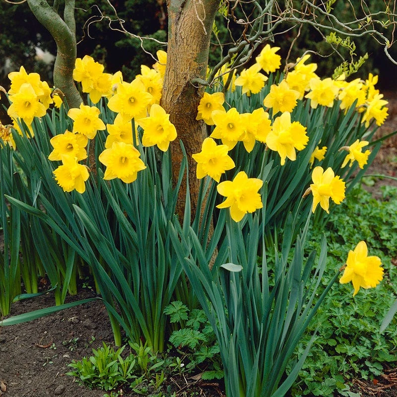 Dutch Master Trumpet Daffodil - Image 2
