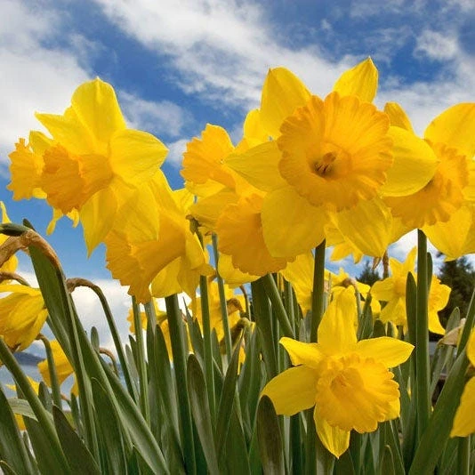 Dutch Master Trumpet Daffodil - Image 8