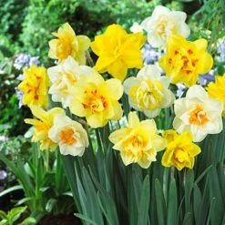 Double Daffodil Mix