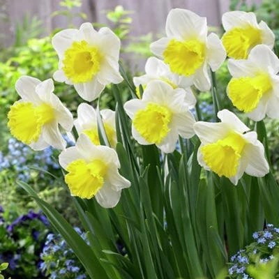 Holland Sensation Trumpet Daffodil - Image 2