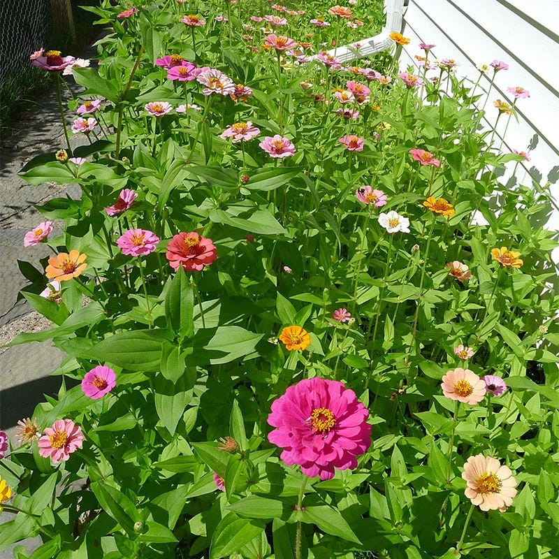 Deer Resistant Wildflower Seed Mix - Image 4