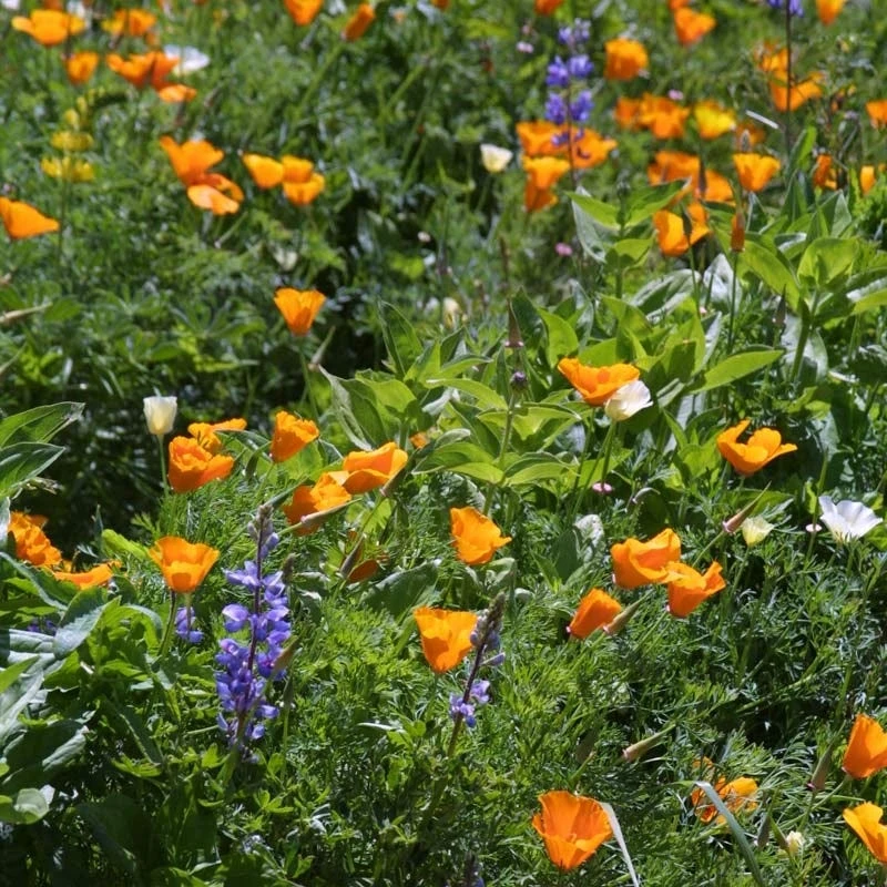 Deer Resistant Wildflower Seed Mix - Image 10