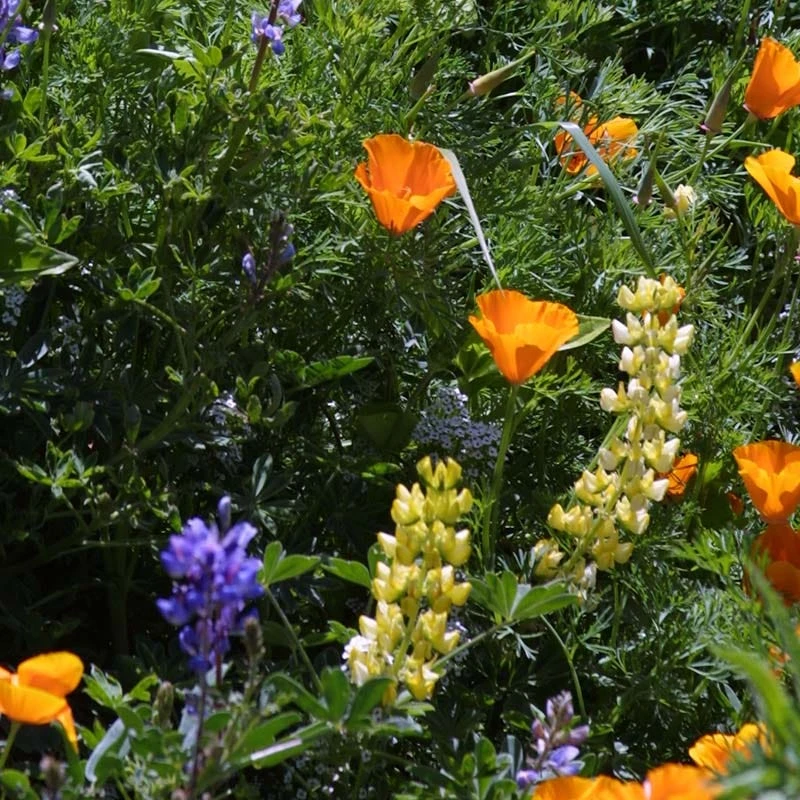 Deer Resistant Wildflower Seed Mix - Image 2