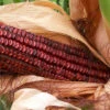 Bloody Butcher Dent Corn