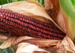 Bloody Butcher Dent Corn
