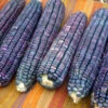 Blue Clarage (Ohio Blue Clarage) Dent Corn