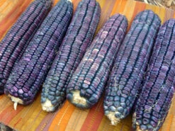 Blue Clarage (Ohio Blue Clarage) Dent Corn