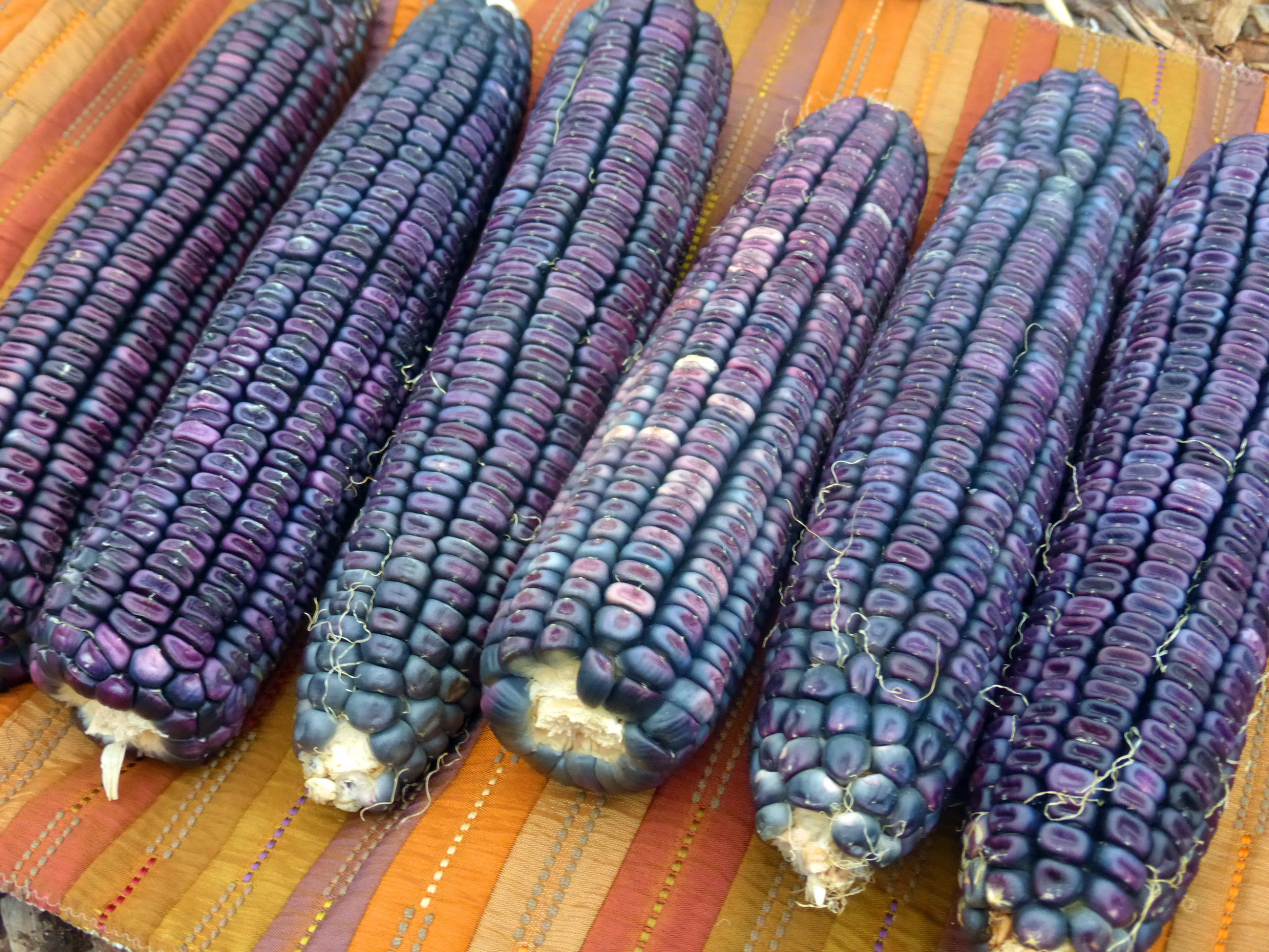 Blue Clarage (Ohio Blue Clarage) Dent Corn