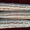 Hickory Cane Dent Corn