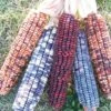 Kentucky Rainbow Dent Corn