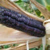 McCormack's Blue Giant Dent Corn