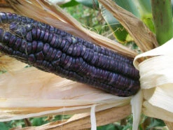 McCormack's Blue Giant Dent Corn