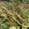 Brilliance Autumn Fern