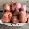 Dutch Red Shallot