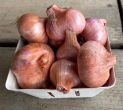 Dutch Red Shallot
