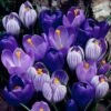 Blue Moon Dutch Crocus Mix