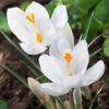 Joan Of Arc Dutch Crocus