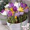 Dutch Crocus Mix